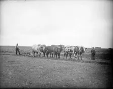 Farm labourers and oxen ready to plough a field, near Lechlade, Gloucestershire, c1860-c1922. Artist: Henry Taunt