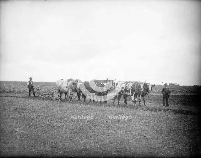 Farm labourers and oxen ready to plough a field, near Lechlade, Gloucestershire, c1860-c1922. Artist: Henry Taunt