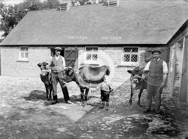 Farm labourers pose with cattle at Grendon Underwood, Buckinghamshire, c1873-c1923. Artist: Alfred Newton & Sons