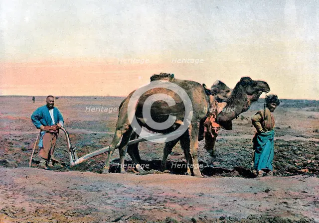 Farm labourers ploughing with a camel, Caucasus, c1890.Artist: Gillot