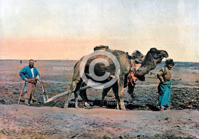 Farm labourers ploughing with a camel, Caucasus, c1890.Artist: Gillot
