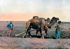 Farm labourers ploughing with a camel, Caucasus, c1890.Artist: Gillot