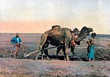 Farm labourers ploughing with a camel, Caucasus, c1890.Artist: Gillot