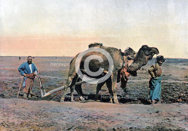 Farm labourers ploughing with a camel, Caucasus, c1890.Artist: Gillot