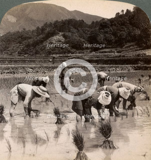 Farm labourers transplanting rice shoots near Kyoto, Japan, 1904. Artist: Underwood & Underwood