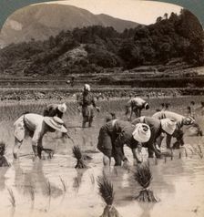 Farm labourers transplanting rice shoots near Kyoto, Japan, 1904. Artist: Underwood & Underwood