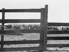 Farm Security Administration (FSA) tenant purchase client's herd, near Manteca, California, 1938. Creator: Dorothea Lange