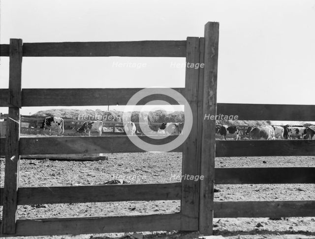Farm Security Administration (FSA) tenant purchase client's herd, near Manteca, California, 1938. Creator: Dorothea Lange.