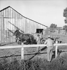 Farm Security Administration rural rehabilitation client, Tulare County, California, 1938. Creator: Dorothea Lange