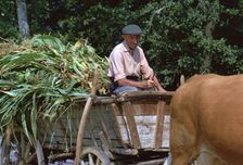 Farmer and his cart in Hungary. Artist: CM Dixon