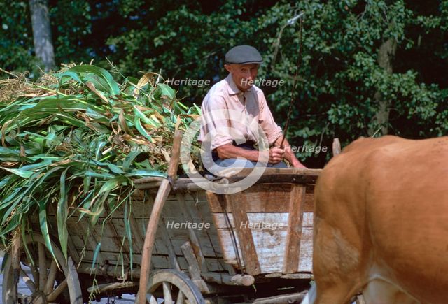 Farmer and his cart in Hungary. Artist: CM Dixon Artist: Unknown