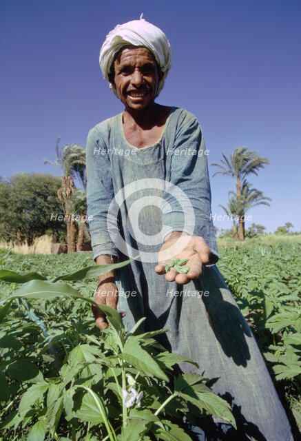 Farmer harvesting sesame, Egypt.  Artist: Tony Evans