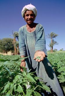 Farmer harvesting sesame, Egypt. Creator: Tony Evans