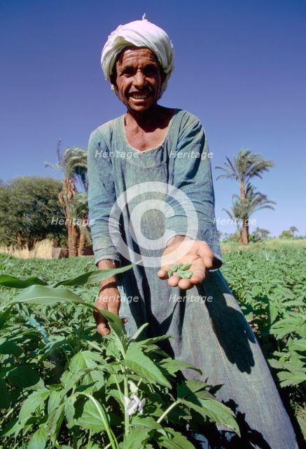 Farmer harvesting sesame, Egypt.  Creator: Tony Evans.