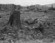 Farmer preparing to blow tamarack stump, Bonner County, Idaho, 1939. Creator: Dorothea Lange