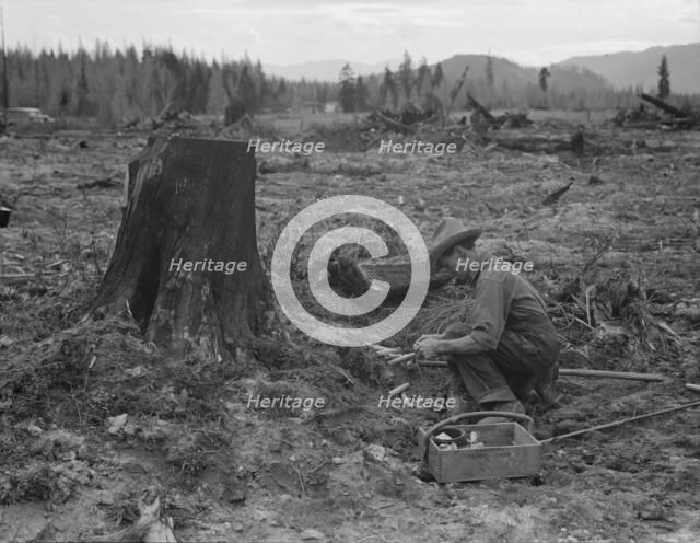 Farmer preparing to blow tamarack stump, Bonner County, Idaho, 1939. Creator: Dorothea Lange.