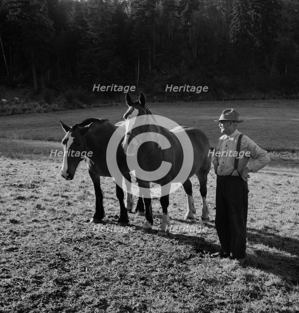 Farmer shown with his team..., near Centralia, Lewis County, Wester Washington, 1939. Creator: Dorothea Lange.