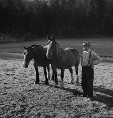 Farmer shown with his team..., near Centralia, Lewis County, Wester Washington, 1939. Creator: Dorothea Lange
