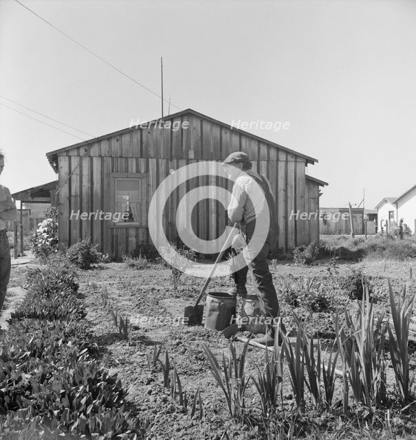 Farmer who has small plot...on outskirts of Salinas, CA, 1939. Creator: Dorothea Lange.