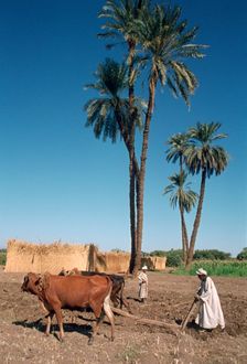 Farmer with an ox-drawn plough, Dendera, Egypt. Creator: Vivienne Sharp