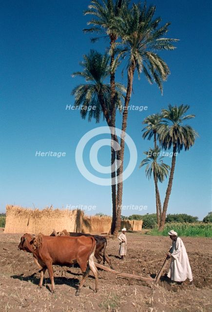 Farmer with an ox-drawn plough, Dendera, Egypt.  Creator: Vivienne Sharp.