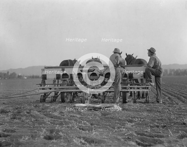 Farmers talking politics, potato fields, California, 1936. Creator: Dorothea Lange.