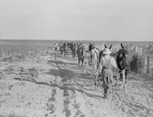 Farmers with mule teams and cultivators, Lake Dick project, Arkansas, 1938. Creator: Dorothea Lange
