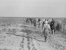 Farmers with mule teams and cultivators, Lake Dick project, Arkansas, 1938. Creator: Dorothea Lange