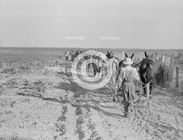 Farmers with mule teams and cultivators, Lake Dick project, Arkansas, 1938. Creator: Dorothea Lange.