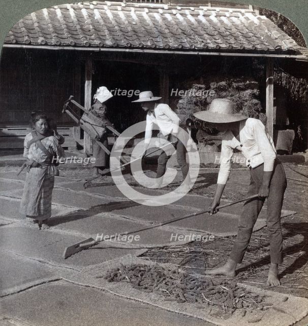 Farmers with bamboo rakes spreading millet on mats to dry for winter, near Yokohama, Japan, 1904. Artist: Underwood & Underwood