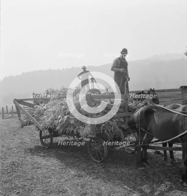 Farmers with wagonload of corn..., near W Street at Carlton, Oregon, 1939. Creator: Dorothea Lange.