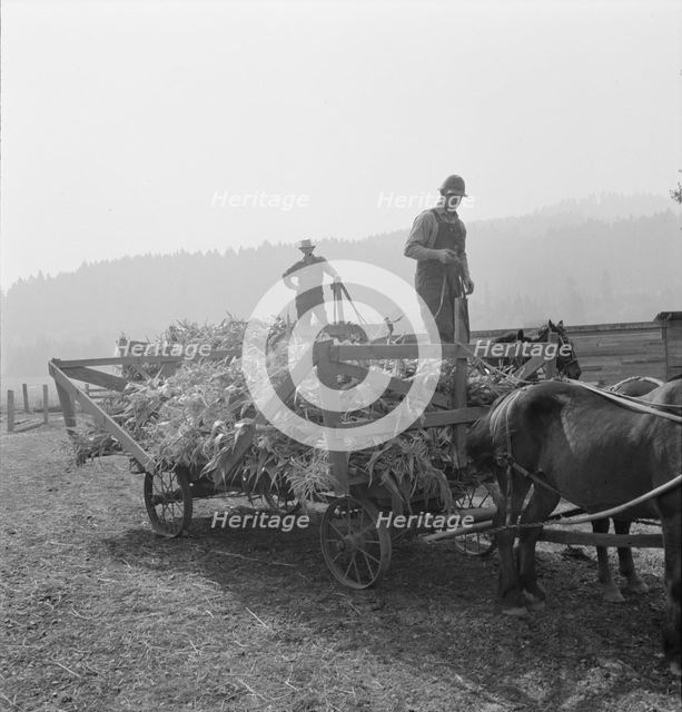 Farmers with wagonload of corn..., near W Street at Carlton, Oregon, 1939. Creator: Dorothea Lange.