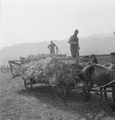 Farmers with wagonload of corn..., near W Street at Carlton, Oregon, 1939. Creator: Dorothea Lange