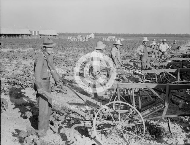 Farmers about to begin cooperative cultivation of cotton at Lake Dick project, Arkansas, 1938. Creator: Dorothea Lange.