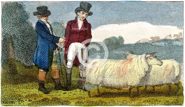 Farmers discussing Dishley (New Leicester) sheep, 1822. Artist: Unknown