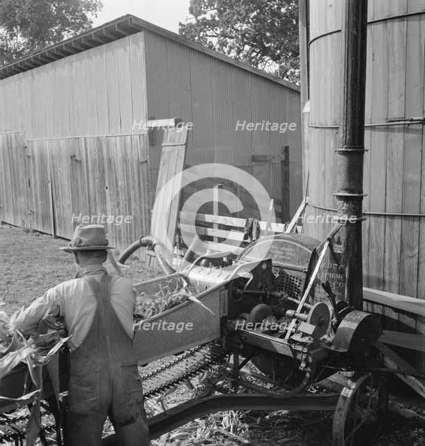 Farmers feeding corn into cooperatively..., near W Street at Carlton, Yamhill County, Oregon, 1939. Creator: Dorothea Lange.