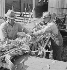 Farmers feeding corn into cooperatively owned..., near W Street at Carlton, Oregon, 1939. Creator: Dorothea Lange