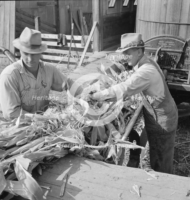Farmers feeding corn into cooperatively owned..., near W Street at Carlton, Oregon, 1939. Creator: Dorothea Lange.