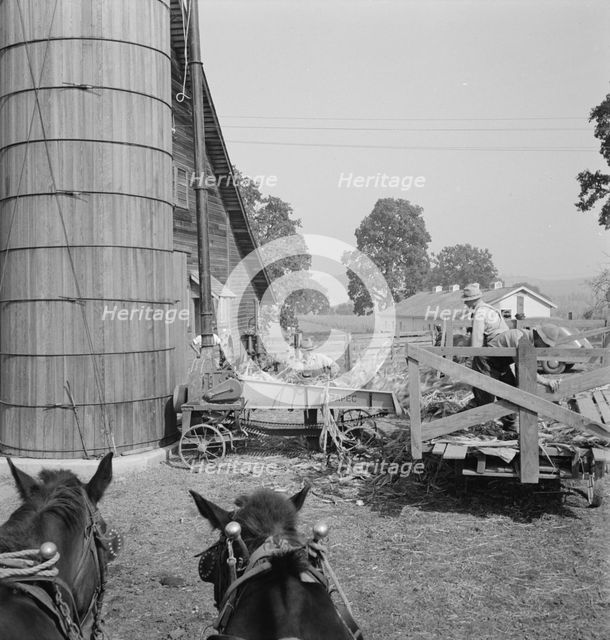 Farmers feeding corn into cooperatively owned..., near W Street at Carlton, Oregon, 1939. Creator: Dorothea Lange.