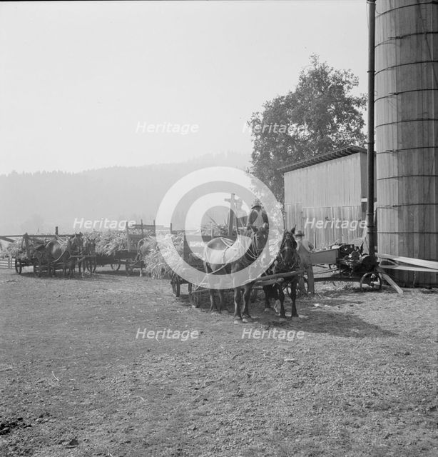 Farmers feeding corn into cooperatively owned..., near W Street at Carlton, Oregon, 1939. Creator: Dorothea Lange.