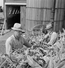 Farmers feeding corn into cooperatively owned..., near W Street at Carlton, Oregon, 1939. Creator: Dorothea Lange