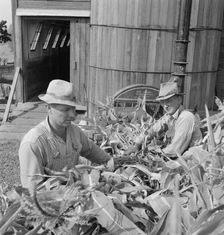 Farmers feeding corn into cooperatively owned..., near W Street at Carlton, Oregon, 1939. Creator: Dorothea Lange
