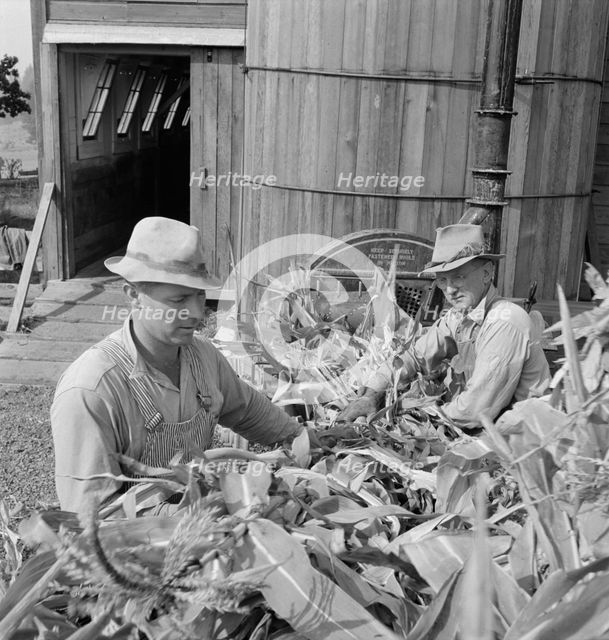Farmers feeding corn into cooperatively owned..., near W Street at Carlton, Oregon, 1939. Creator: Dorothea Lange.