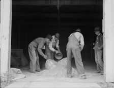 Farmers sack mixed grasshopper bait...Oklahoma, 1937. Creator: Dorothea Lange