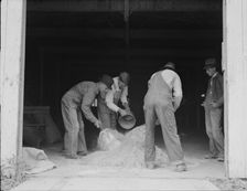 Farmers sack mixed grasshopper bait...Oklahoma, 1937. Creator: Dorothea Lange