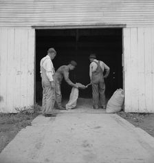 Farmers sacking grasshopper bait, Oklahoma City, Oklahoma, 1937. Creator: Dorothea Lange