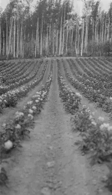 Farming, between c1900 and 1916. Creator: Unknown