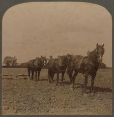 Farming in England - Harrowing the Land 1909. Creator: Unknown