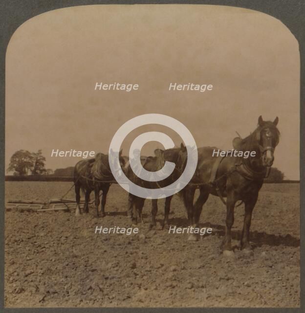 'Farming in England - Harrowing the Land', 1909. Creator: Unknown.