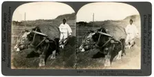 Farming near Seoul, South Korea, 1900s.Artist: Keystone